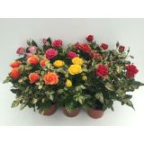 VRTNICA BOŽIČNA Z BLEŠČICAMI 10.5