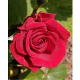 VRTNICA CRYSAL IMPERIAL ŽIVO RDEČ 2L VREČKA