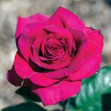 VRTNICA DIŠEČA PREMIUM L3 L