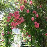 VRTNICA ELIZABETH QUEEN PLEZAJOČA ROZA 2L VREČKA