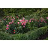 VRTNICA GRMASTA EASY ELEGANCE L19CM