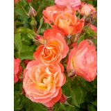 VRTNICA GRMASTA EASY ELEGANCE L19CM