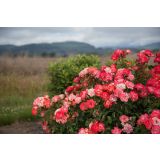 VRTNICA GRMASTA EASY ELEGANCE L19CM