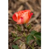 VRTNICA GRMASTA EASY ELEGANCE L19CM