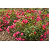 VRTNICA GRMASTA EASY ELEGANCE L19CM