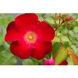 VRTNICA GRMASTA EASY ELEGANCE L19CM