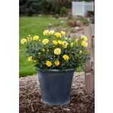 VRTNICA GRMASTA EASY ELEGANCE L19CM