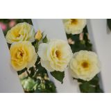 VRTNICA GRMASTA EASY ELEGANCE L19CM