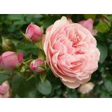 VRTNICA GRMASTA L19CM