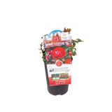 VRTNICA KORDES MIX L19