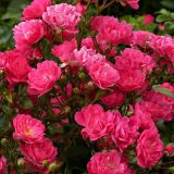 VRTNICA LOVELY FAIRY (POKROVNA, ODPORNA) L2L