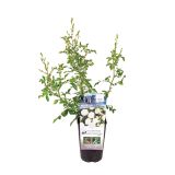 VRTNICA VRTNICA MIX 4 BARVE L19