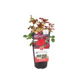 VRTNICA VRTNICA MIX 4 BARVE L19