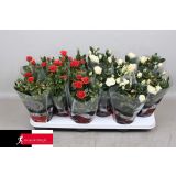 VRTNICA MIX Z BLEŠČICAMI L10.5