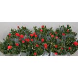 VRTNICA MIX Z BLEŠČICAMI L10.5