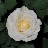 VRTNICA MIX Z BLEŠČICAMI L10.5