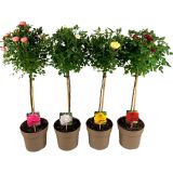 VRTNICA NA DEBLU L19 CM