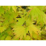 VRTNICA NA DEBLU L19 CM