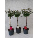 VRTNICA NA STEBLU L21