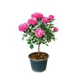 VRTNICA VRTNICA NA STEBLU MIX L14