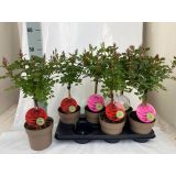 VRTNICA NA STEBLU MIX L15