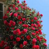 VRTNICA NEW YORK PLEZAJOČA RDEČA 2L VREČKA