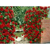 VRTNICA NEW YORK PLEZAJOČA RDEČA 2L VREČKA