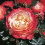 VRTNICA NOSTALGIE L3 L