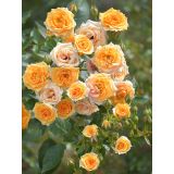 VRTNICA ORANGE BEAUTY V GRMU MINI ORANŽNI CVETOVI 2L VREČKA