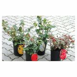 VRTNICA POKROVNE VRTNICE C3