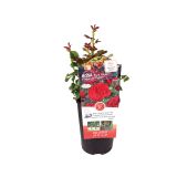 VRTNICA VRTNICA POULSEN MIX L19