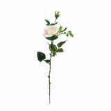 SVILENO CVETJE VRTNICA S POPKOM