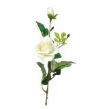 SVILENO CVETJE VRTNICA S POPKOM