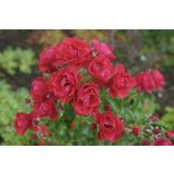 VRTNICA SCARLET V GRMU MINI RDEČI CVETOVI 2L VREČKA