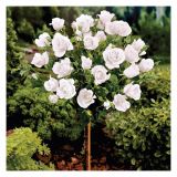 VRTNICA STEBELNA VIŠ 90CM L18