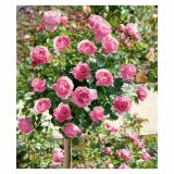 VRTNICA STEBELNA VIŠ 90CM L18