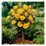 VRTNICA STEBELNA VIŠ 90CM L18