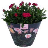 VRTNICA TEMNO ROŽNATA L 10.5 CM