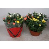 VRTNICA V SKLEDI MIX L21