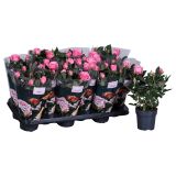 VRTNICA VICTORY MIX L10.5