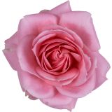 VRTNICA VICTORY MIX L10.5