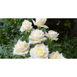 VRTNICA VIRGO PLEZAJOČA BELA 2L VREČKA