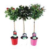 VRTNICA VRTNICA NA STEBLU