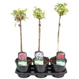 VRTNICA VRTNICA NA STEBLU