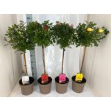 VRTNICA VRTNICA NA STEBLU MIX L21