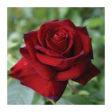 VRTNICA VRTNICE ČAJEVKE