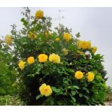 VRTNICA Z ZDRAVIM LISTJEM GOLDEN GATE KORDES VZPENJAVKA L2 L