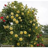 VRTNICA Z ZDRAVIM LISTJEM GOLDEN GATE KORDES VZPENJAVKA L2 L