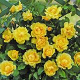 VRTNICA Z ZDRAVIM LISTJEM GOLDEN GATE KORDES VZPENJAVKA L2 L