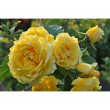 VRTNICA Z ZDRAVIM LISTJEM GOLDEN GATE KORDES VZPENJAVKA L2 L